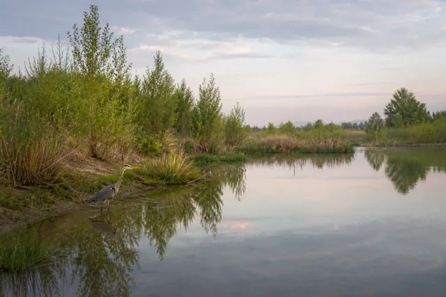 Restored Colorado River backwater near Yuma with young cottonwoods, willows, and a wading heron