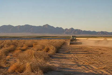 Tractor with heavy mower knocking down tumbleweed and mesquite regrowth on fallow Yuma farmland, a concrete canal and green fields beyond
