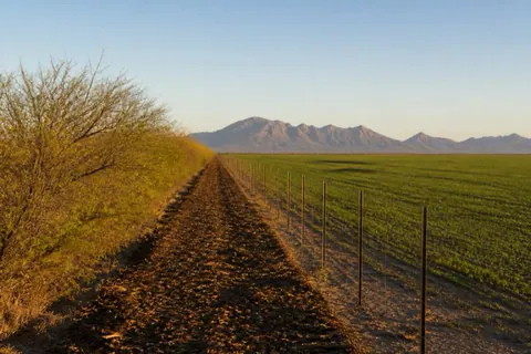 Freshly mulched corridor along a ranch fence at the edge of irrigated Yuma farmland, cleared wire line running straight toward the mountains