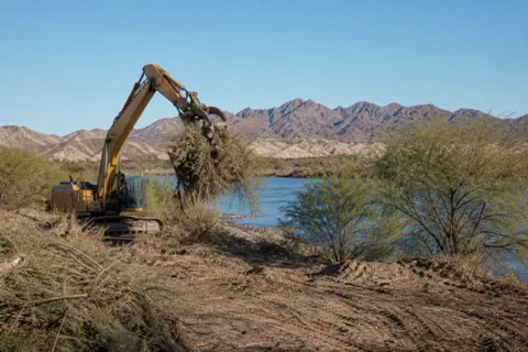 Excavator pulling a salt cedar thicket out of a dry bank near the Colorado River, roots and all, native mesquite left standing