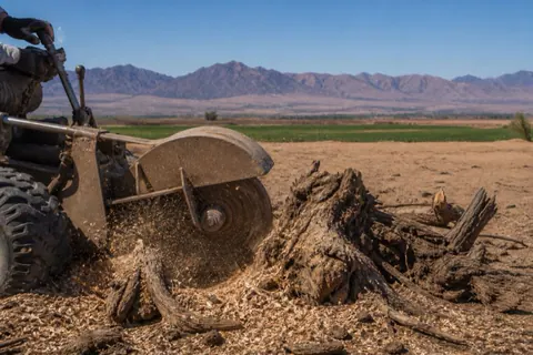 Toothed grinding wheel buried in a gnarled mesquite stump on dry Yuma sand, chips frozen mid-spray